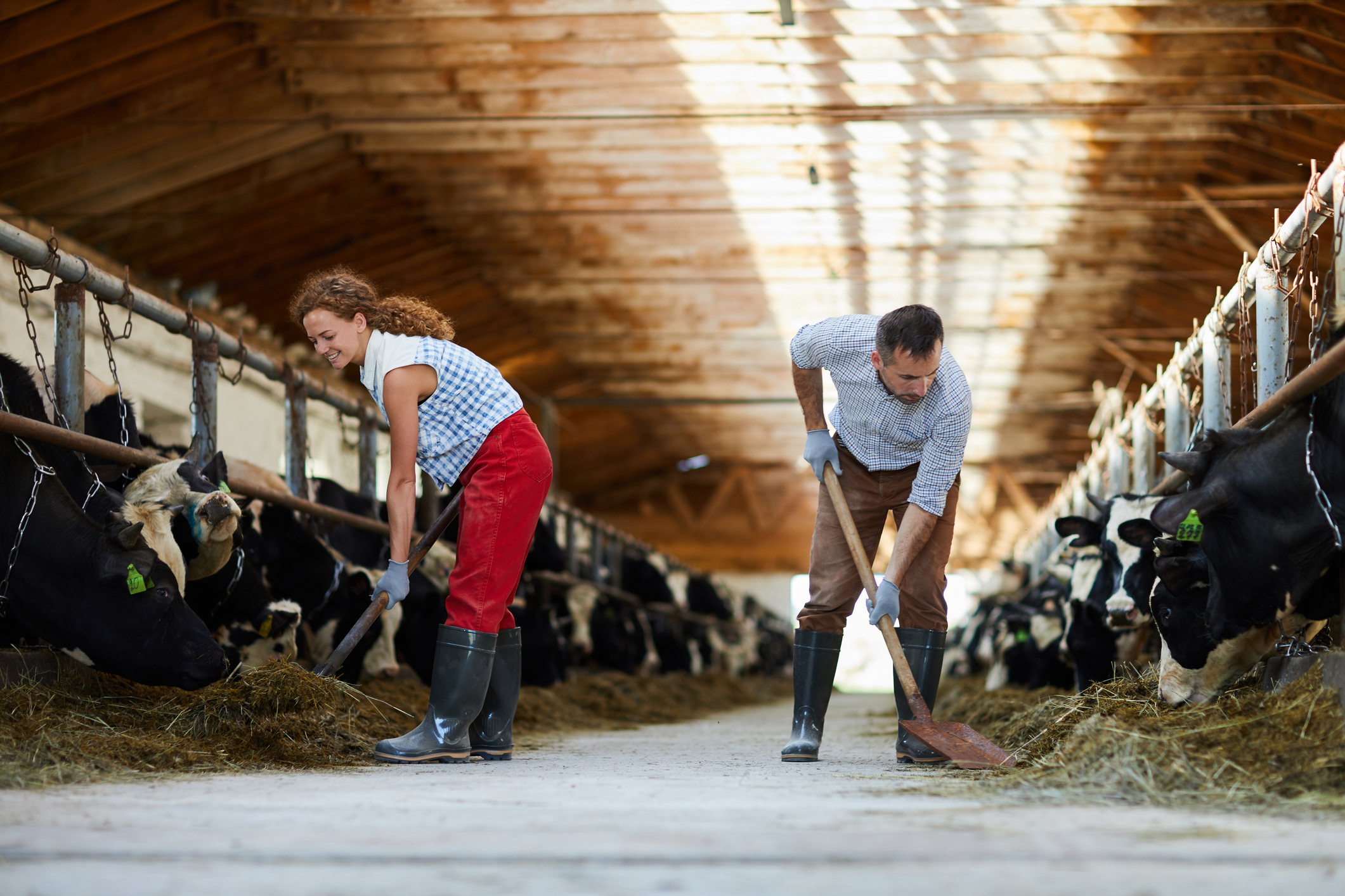Buffalo Milk Process