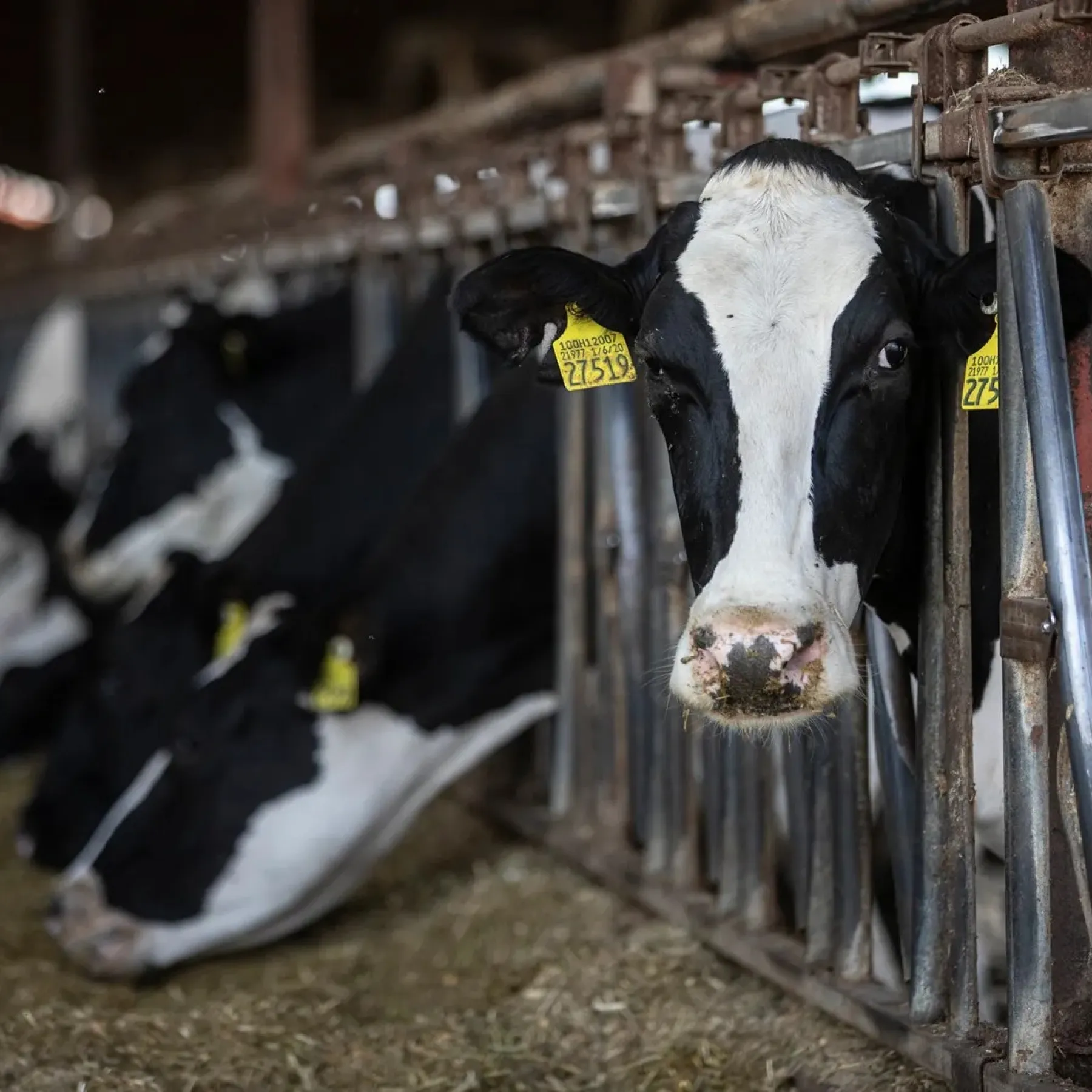 Farm 4