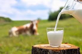 Dairy Buffalo Milk