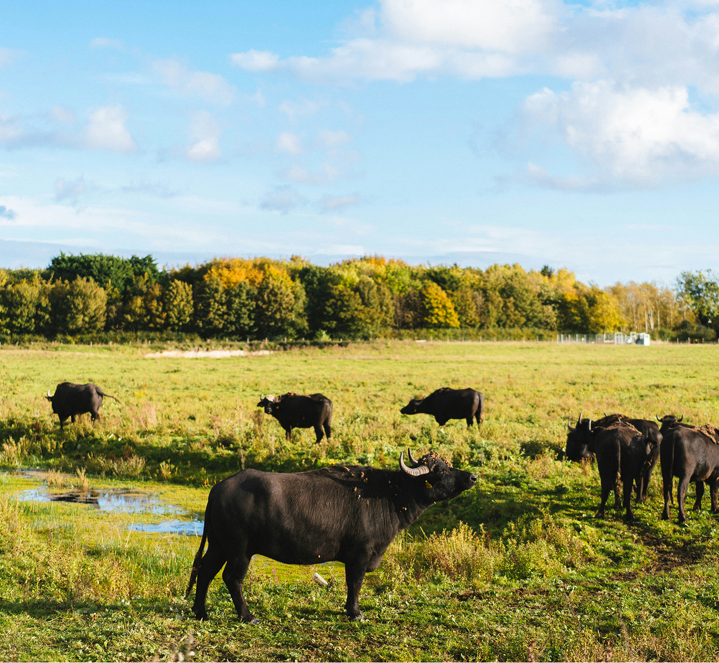 Buffalo Farm